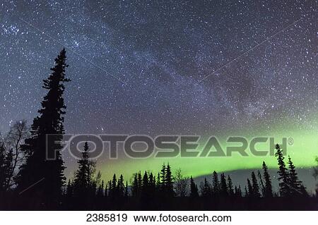 Stock Photo - Northern Lights with silhouetted trees in the foreground, viewed from Petersville road in winter; Petersville, Alaska, United States of America . Fotosearch