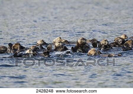 Northern Sea Otters (Enhydra lutris kenyoni) in Saginaw Bay off Kuiu Island in Tongass National Forest; Alaska, United States of America View Large Photo Image Stock Photo - Northern Sea Otters (Enhydra lutris kenyoni) in Saginaw Bay off Kuiu Island in Tongass National Forest; Alaska, United States of America. Fotosearch