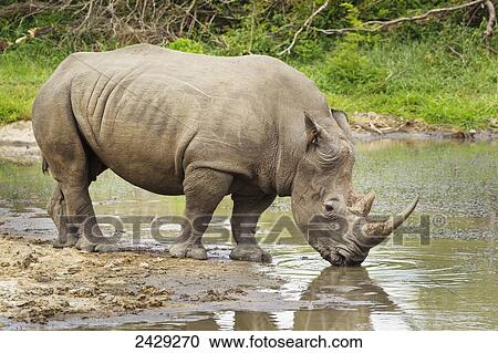 Stock Image - Northern White Rhinoceros (Ceratotherium simum cottoni) at a watering hole, with bird in it's ear, Gomo Gomo Game Lodge; South Africa. Fotosearch