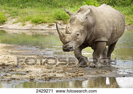 Stock Image - Northern White Rhinoceros (Ceratotherium simum cottoni) at a watering hole, Gomo Gomo Game Lodge; South Africa. Fotosearch