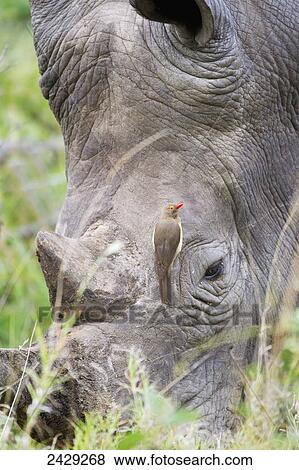 Northern White Rhinoceros (Ceratotherium simum cottoni) with bird on it's forehead taken at Gomo Gomo Game Lodge; South Africa View Large Photo Image Stock Photo - Northern White Rhinoceros (Ceratotherium simum cottoni) with bird on it's forehead taken at Gomo Gomo Game Lodge; South Africa. Fotosearch