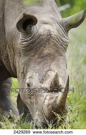 Northern White Rhinoceros (Ceratotherium simum cottoni) at Gomo Gomo Game Lodge; South Africa View Large Photo Image Stock Photo - Northern White Rhinoceros (Ceratotherium simum cottoni) at Gomo Gomo Game Lodge; South Africa. Fotosearch