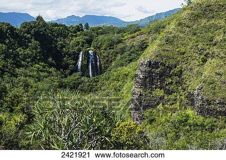 Numerous waterfalls tumble down the sides of a cliff; Kauai, Hawaii, United States of America View Large Photo Image Stock Image - Numerous waterfalls tumble down the sides of a cliff; Kauai, Hawaii, United States of America. Fotosearch