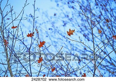 Stock Image - Oak leaves on branches against a blue sky; Muskoka, Ontario, Canada. Fotosearch