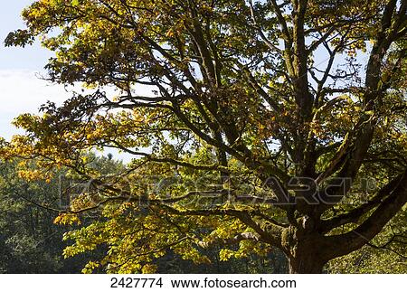 Picture - Oak tree in a rainforest; Langley, British Columbia, Canada. Fotosearch