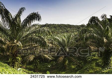Oil palm plantation, Simalungun, North Sumatra, Indonesia View Large Photo Image Stock Photography - Oil palm plantation, Simalungun, North Sumatra, Indonesia. Fotosearch