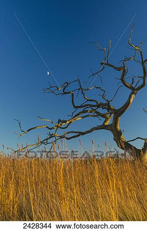 Old, dead tree above reeds with moon behind; Snape, Suffolk, England View Large Photo Image Picture - Old, dead tree above reeds with moon behind; Snape, Suffolk, England. Fotosearch
