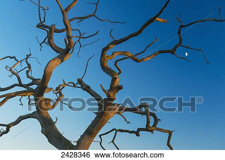 Old, dead tree with moon behind; Snape, Suffolk, England View Large Photo Image Stock Photograph - Old, dead tree with moon behind; Snape, Suffolk, England. Fotosearch