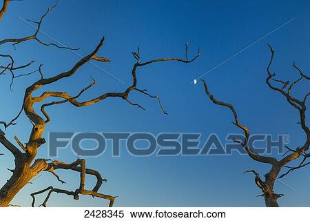 Stock Photography - Old, dead tree with moon behind; Snape, Suffolk, England. Fotosearch