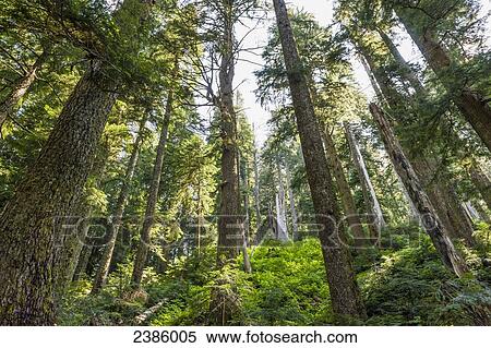 Stock Photography - Old growth mountain rainforest; British Columbia, Canada. Fotosearch