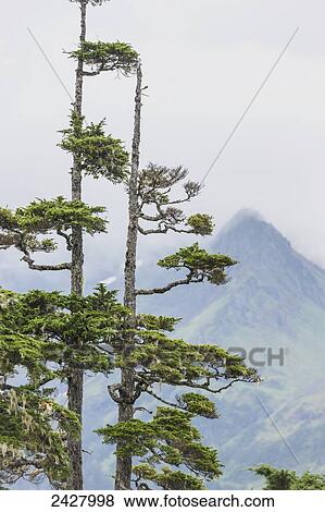 Old knarly Hemlock trees with mountain peak in the background, Prince William Sound, Cordova Alaska; Alaska, United States of America View Large Photo Image Stock Photo - Old knarly Hemlock trees with mountain peak in the background, Prince William Sound, Cordova Alaska; Alaska, United States of America. Fotosearch