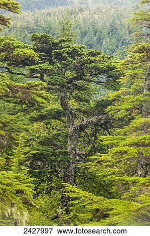 Stock Photo - Old knarly twisted Hemlock tree, Prince William Sound, Cordova Alaska; Alaska, United States of America. Fotosearch
