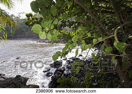 Onomea Bay; Island of Hawaii, Hawaii, United States of America View Large Photo Image Stock Photograph - Onomea Bay; Island of Hawaii, Hawaii, United States of America. Fotosearch