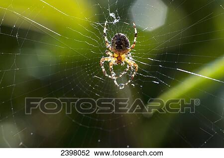 Orb-Weaving Spider (Araneus diadematus) with Water Droplet; Pitt Meadows, British Columbia, Canada View Large Photo Image Stock Image - Orb-Weaving Spider (Araneus diadematus) with Water Droplet; Pitt Meadows, British Columbia, Canada. Fotosearch