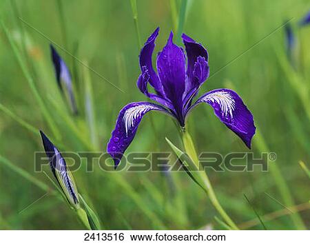Oregon Iris (Iris tenax) blooms in the forest; Florence, Oregon, United States of America View Large Photo Image Stock Photograph - Oregon Iris (Iris tenax) blooms in the forest; Florence, Oregon, United States of America. Fotosearch