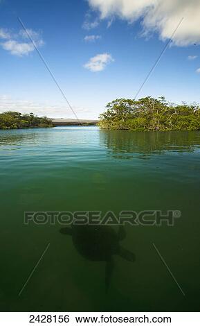 Stock Photograph - Pacific green turtle swimming in mangroves; Isabela Island, Galapagos Islands, Ecuador. Fotosearch
