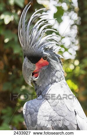 Palm Cockatoo (Probosciger aterrimus) at Bali Bird Park, Batubulan, Bali, Indonesia View Large Photo Image Stock Photo - Palm Cockatoo (Probosciger aterrimus) at Bali Bird Park, Batubulan, Bali, Indonesia. Fotosearch