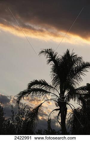 Palm tree against a sunset sky; Mendoza, Argentina View Large Photo Image Stock Image - Palm tree against a sunset sky; Mendoza, Argentina. Fotosearch