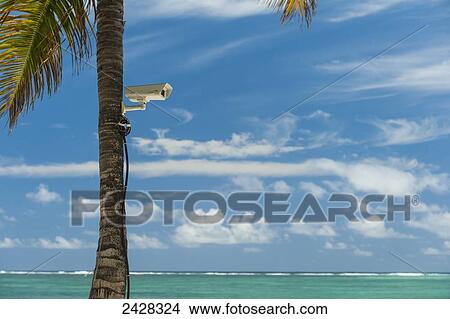Picture - Palm tree with CCTV camera attached to it on beach; Republic of Mauritius. Fotosearch