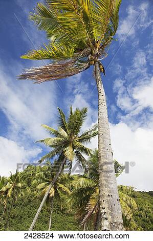 Picture - Palm trees along the coast; Makena, Maui, Hawaii, United States of America. Fotosearch