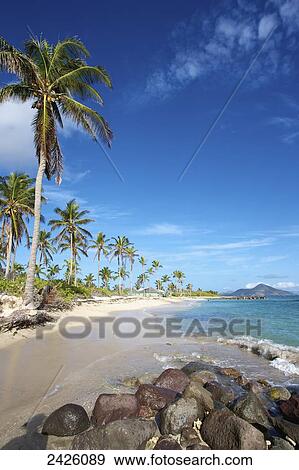 Palm trees and sand line the coastline of a caribbean island; Nesbit Beach, Nevis View Large Photo Image Stock Photo - Palm trees and sand line the coastline of a caribbean island; Nesbit Beach, Nevis. Fotosearch