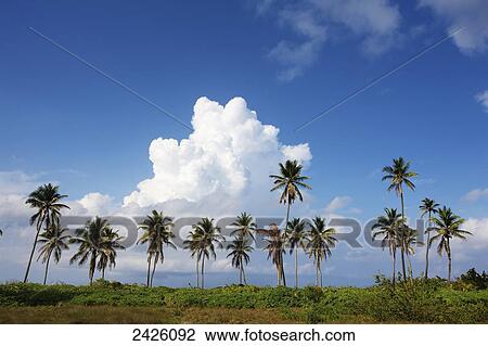 Stock Image - Palm trees in a row on a caribbean island; Nesbit Beach, Nevis. Fotosearch