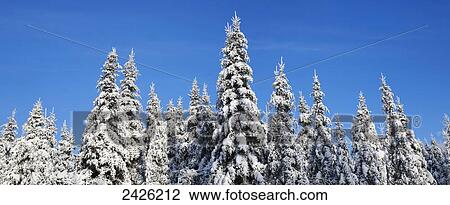 Panorama of pine trees covered in snow; Waterloo, Quebec, Canada View Large Photo Image Stock Image - Panorama of pine trees covered in snow; Waterloo, Quebec, Canada. Fotosearch