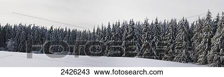 Stock Image - Panorama of pine trees covered in snow; West Bolton, Quebec, Canada. Fotosearch