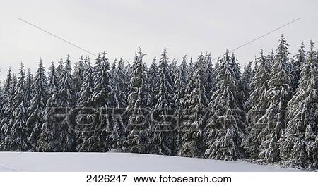 Panorama of pine trees covered in snow; West Bolton, Quebec, Canada View Large Photo Image Stock Photo - Panorama of pine trees covered in snow; West Bolton, Quebec, Canada. Fotosearch