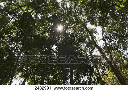 Path in the jungle by Rimba Lodge, Tanjung Puting National Park, Central Kalimantan, Borneo, Indonesia View Large Photo Image Stock Image - Path in the jungle by Rimba Lodge, Tanjung Puting National Park, Central Kalimantan, Borneo, Indonesia. Fotosearch