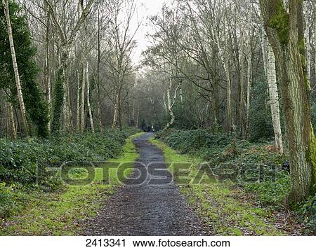 Path through a forest; Surrey, England View Large Photo Image Stock Image - Path through a forest; Surrey, England. Fotosearch