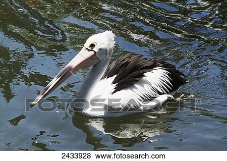 Pelican at Bali Bird Park, Batubulan, Bali, Indonesia View Large Photo Image Stock Photo - Pelican at Bali Bird Park, Batubulan, Bali, Indonesia. Fotosearch