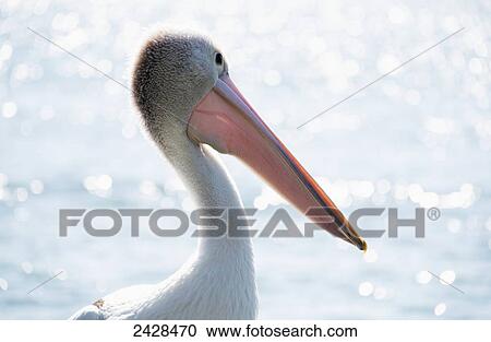 Pelican at the water; Queensland, Australia View Large Photo Image Stock Image - Pelican at the water; Queensland, Australia. Fotosearch