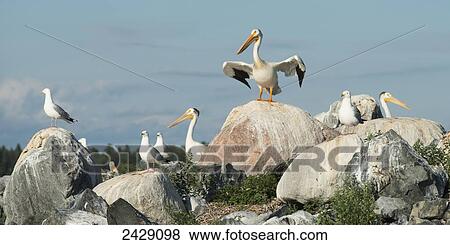 Stock Photo - Pelicans and seagulls perched on rocks; Kenora, Ontario, Canada. Fotosearch