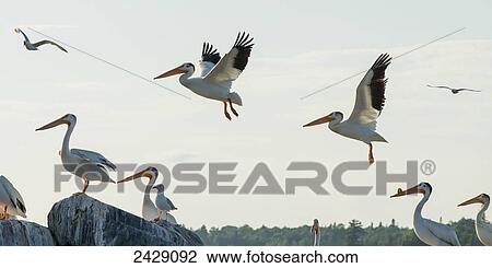 Pelicans flying and landing on rocks; Kenora, Ontario, Canada View Large Photo Image Stock Image - Pelicans flying and landing on rocks; Kenora, Ontario, Canada. Fotosearch