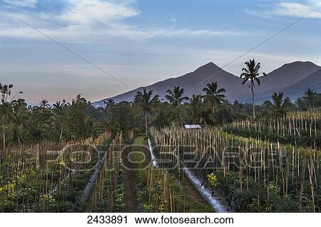Stock Image - Pepper plantation near Rendang, Bali, Indonesia. Fotosearch