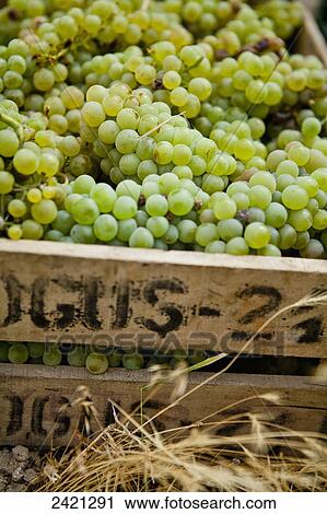 Picked grapes ready for making wine; Cappadocia, Turkey View Large Photo Image Stock Image - Picked grapes ready for making wine; Cappadocia, Turkey. Fotosearch