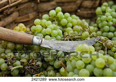 Stock Photo - Picked grapes ready for making wine; Cappadocia, Turkey. Fotosearch