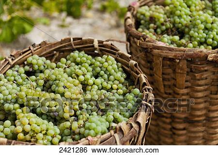 Picked grapes ready for making wine; Cappadocia, Turkey View Large Photo Image Stock Photograph - Picked grapes ready for making wine; Cappadocia, Turkey. Fotosearch