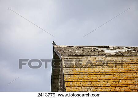 Stock Photo - Pigeon on an old barn roof with rotting shakes; St. Albert, Alberta, Canada. Fotosearch