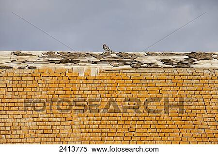 Stock Photography - Pigeon on an old barn roof with rotting shakes; St. Albert, Alberta, Canada. Fotosearch