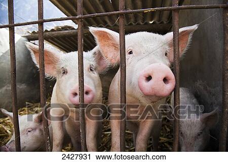 Pigs poke snouts through enclosure, Tiger Leaping Gorge; Lijiang, Yunnan Province, China View Large Photo Image Stock Image - Pigs poke snouts through enclosure, Tiger Leaping Gorge; Lijiang, Yunnan Province, China. Fotosearch