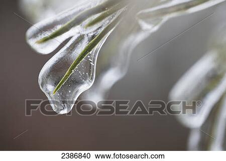 Stock Image - Pine needles after an ice storm; Georgetown, Ontario, Canada. Fotosearch