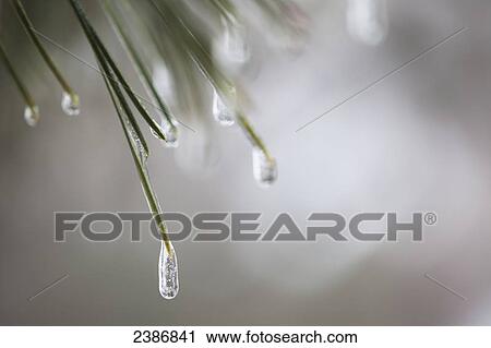Stock Image - Pine needles after an ice storm; Georgetown, Ontario, Canada. Fotosearch