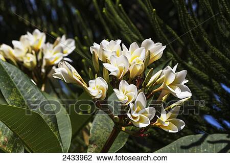 Plumeria, Pangururan Hot Springs, Lake Toba, North Sumatra, Indonesia View Large Photo Image Stock Image - Plumeria, Pangururan Hot Springs, Lake Toba, North Sumatra, Indonesia. Fotosearch