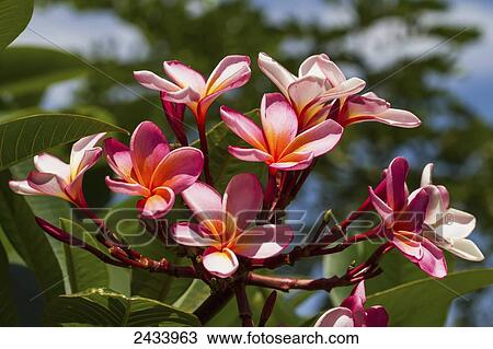 Stock Image - Plumeria, Pangururan Hot Springs, Lake Toba, North Sumatra, Indonesia. Fotosearch