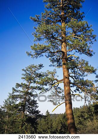Ponderosa Pine, Deschutes National Forest; Sisters, Oregon, United States of America View Large Photo Image Stock Image - Ponderosa Pine, Deschutes National Forest; Sisters, Oregon, United States of America. Fotosearch