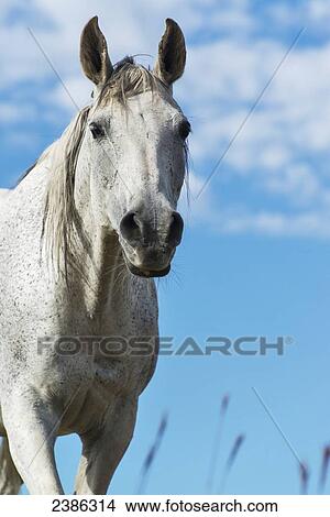 Picture - Portrait of a white horse against a blue sky; Wyoming, United States of America. Fotosearch