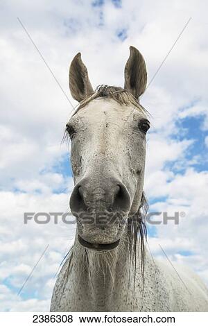 Portrait of a white horse; Wyoming, United States of America View Large Photo Image Stock Photo - Portrait of a white horse; Wyoming, United States of America. Fotosearch