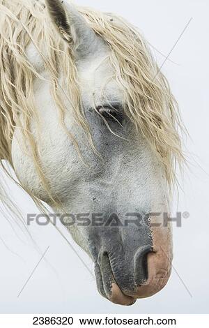Portrait of a white wild horse in Theodore Roosevelt National Park; North Dakota, United States of America View Large Photo Image Stock Image - Portrait of a white wild horse in Theodore Roosevelt National Park; North Dakota, United States of America. Fotosearch